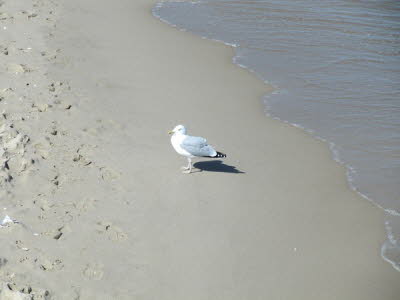 Strand